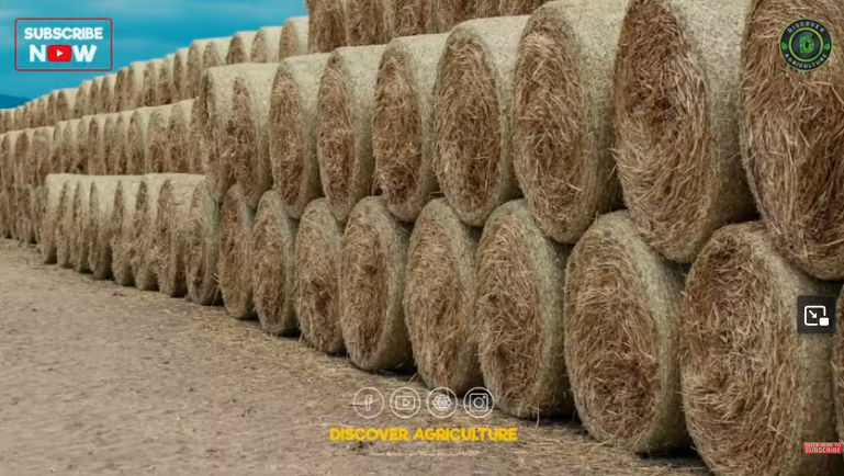 Best fodder crops for cow, goat, buffalo, pig, sheep, horse, chicken ...