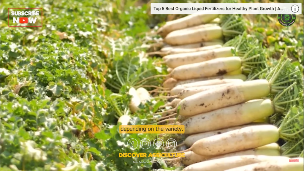 Radish Farming: Planting, Care, Harvesting | How to grow Radish at Home ...