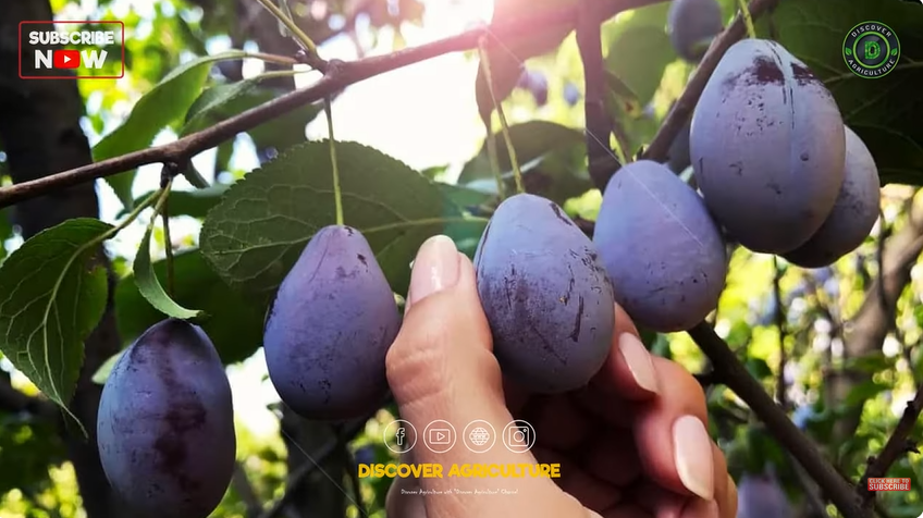 How to grow Plum tree from seed - FO-Video-Library